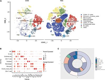 Deciphering the Intercellular Communication Between Immune Cells and Altered Vascular Smooth Muscle Cell Phenotypes in Aortic Aneurysm From Single-Cell Transcriptome Data